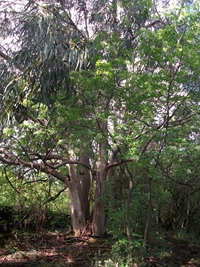 Parco_Cosentini - 20110417 019.jpg